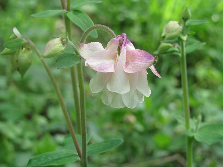 Aquilegia vulgaris? - no, cultivar di Aquilegia sp.